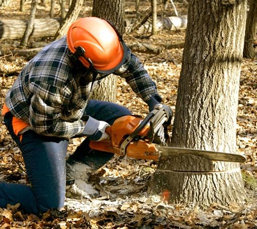 Tree Removal in Blackwell, TX